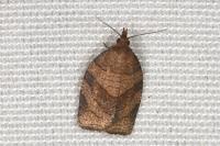 Pandemis dumetana