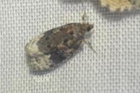 Apotomis capreana