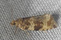 Orthotaenia undulana