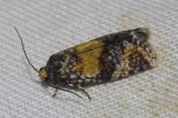 Ptycholomoides aeriferanus