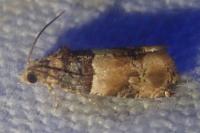 Lobesia bicinctana