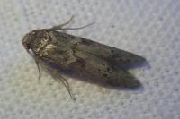 Blastobasis glandulella
