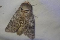 Cossus cossus