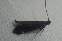 Dichomeris alacella