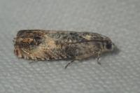 Pammene fasciana