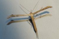 Emmelina monodactyla