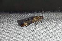 Epermenia chaerophyllella