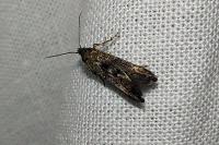 Epermenia chaerophyllella