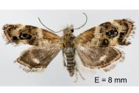 Tebenna micalis