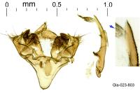 Tebenna micalis