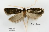 Homaloxestis briantiella