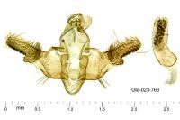 Homaloxestis briantiella