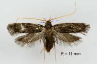 Lecithocera nigrana