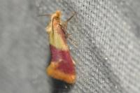 Diceratura ostrinana