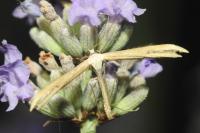 Emmelina monodactyla