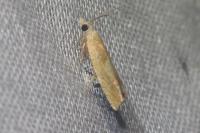 Eucosma