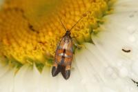 Epermenia pontificella