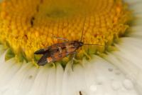 Epermenia pontificella