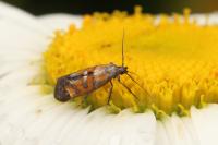 Epermenia pontificella