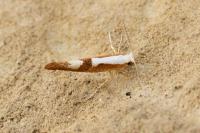 Argyresthia pruniella