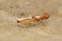 Argyresthia pruniella