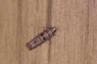 Pseudococcyx tessulatana