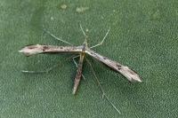 Stenoptilia coprodactyla