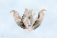 Stenoptilia coprodactyla