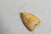 Acleris forsskaleana