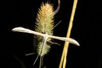 Emmelina monodactyla
