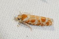 Rhyacionia pinicolana