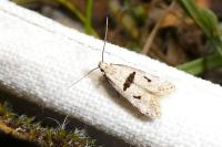 Mirificarma cytisella