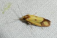 Agapeta zoegana