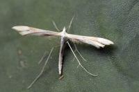 Gillmeria pallidactyla