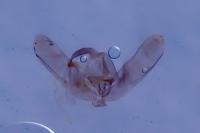 Gillmeria pallidactyla