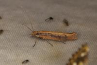 Ypsolopha ustella
