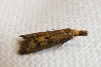 Aplota palpella