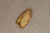 Acleris forsskaleana