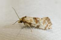 Neocochylis molliculana