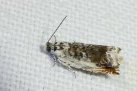 Ancylis laetana