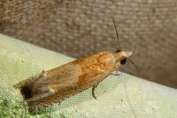 Eucosma