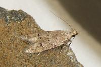 Teleiodes vulgella