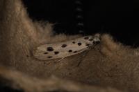 Ethmia dodecea