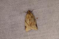 Paramesia gnomana