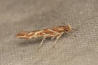 Pyroderces argyrogrammos