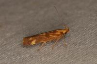 Mirificarma eburnella/flavella