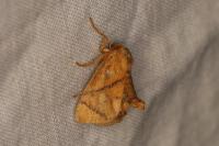 Apoda limacodes