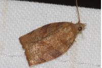 Pandemis heparana