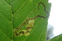Stigmella speciosa