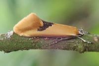 Batia lambdella